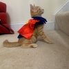 catlover0482